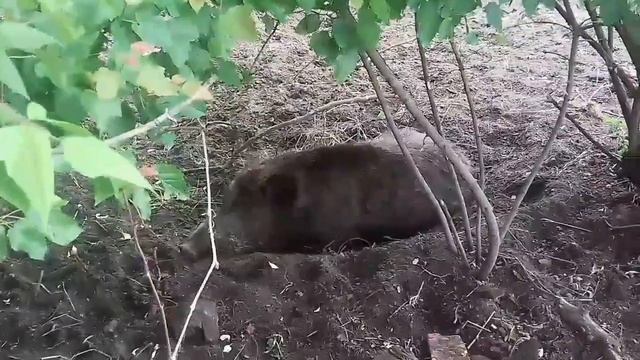 Сходил за ГРИБАМИ! смотреть онлайн