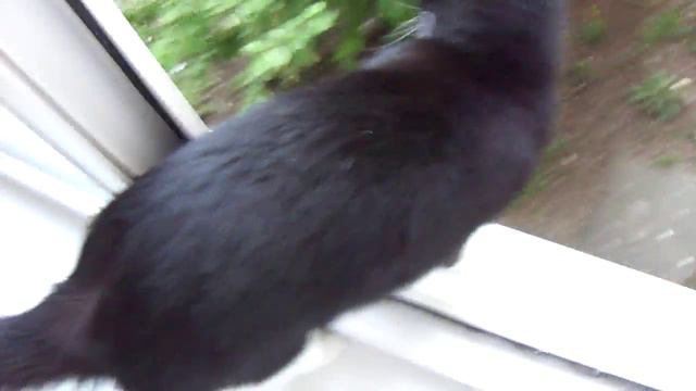 Серенада под окном смотреть онлайн