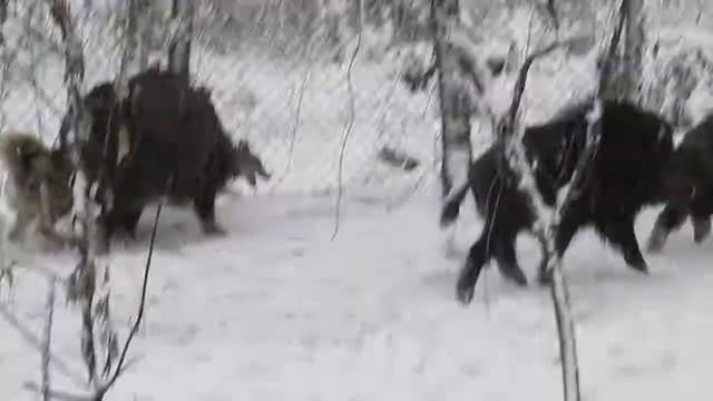 Западно-сибирская лайка Янга и кабан смотреть онлайн