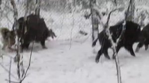 Западно-сибирская лайка Янга и кабан