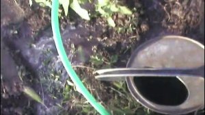 Поговорим о медоносных растениях. Медоносы в огороде.