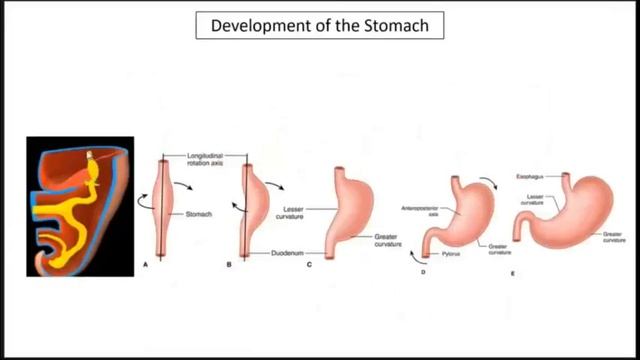 Development of GIT 1 смотреть онлайн