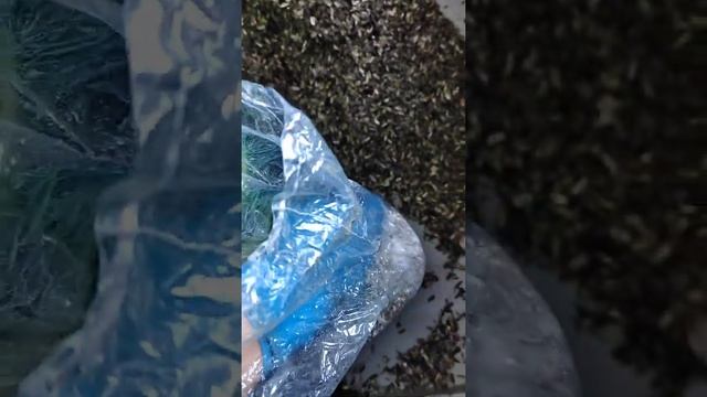 Как определить качественный мицелий? смотреть онлайн