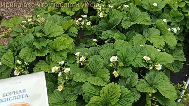 КЛУБНИКА завалит вас ягодой.??? Чем ПОДКОРМИТЬ КЛУБНИКУ во время цветения. смотреть онлайн