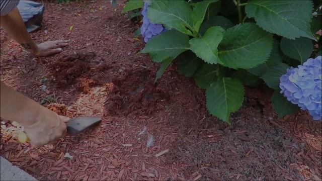 Why is my Macrophylla Hydrangea drooping and wilting? смотреть онлайн