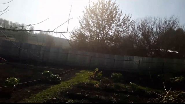 Заделываю ДУПЛО ВИШНИ Строительным КЛЕЕМ для ПЕНОБЛОКОВ 17 10 2019г смотреть онлайн