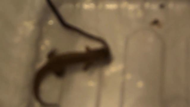 ящерка ест червя смотреть онлайн