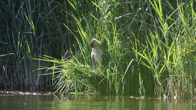 Rohrdommel 2 (Botaurus stellaris) смотреть онлайн