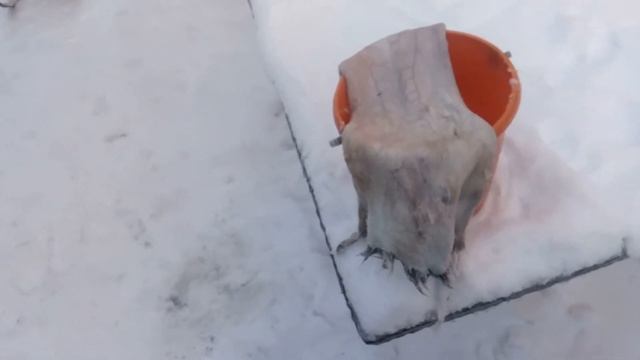 Выделка шкур ( на примере шкуры зайца). смотреть онлайн