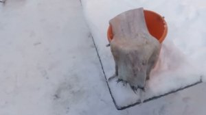 Выделка шкур ( на примере шкуры зайца).