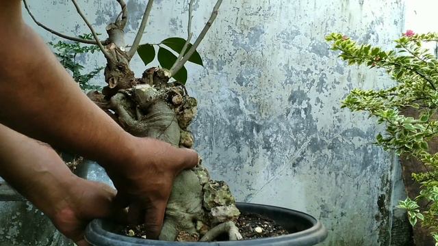 Belajar Bonsai Dari Bahan Yang Mudah (Yamadori) смотреть онлайн