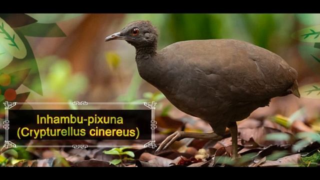 Inhambu-pixuna (Crypturellus cinereus) смотреть онлайн