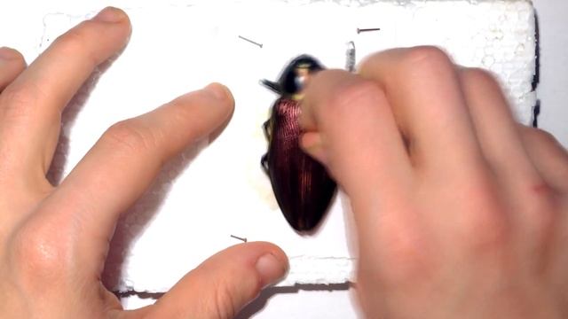 Euchroma gigantea - Präparation / Mounting смотреть онлайн