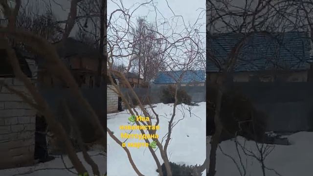 ?Ива извилистая Матсудана в марте? #иваматсудана #ивывсадв #ива #рекомендации смотреть онлайн