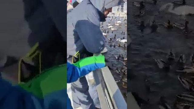 лебединое озеро смотреть онлайн