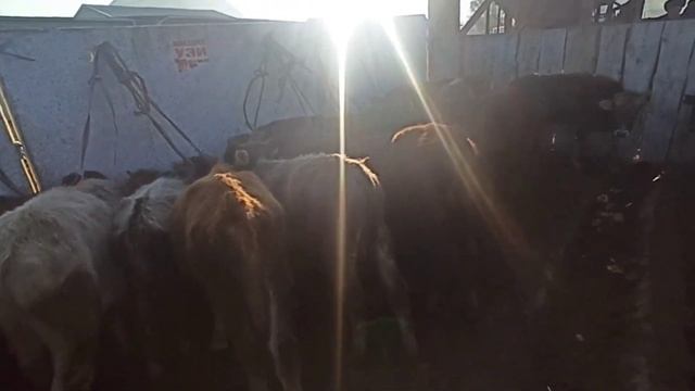 Aravan KG: Сегодня Араван мал базары 20/01/22 Аравон мол бозори бохоси смотреть онлайн