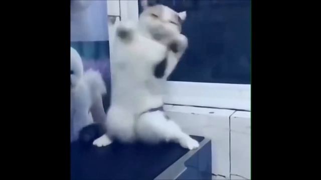 сборка танцы животных(assembly of animal dances) смотреть онлайн