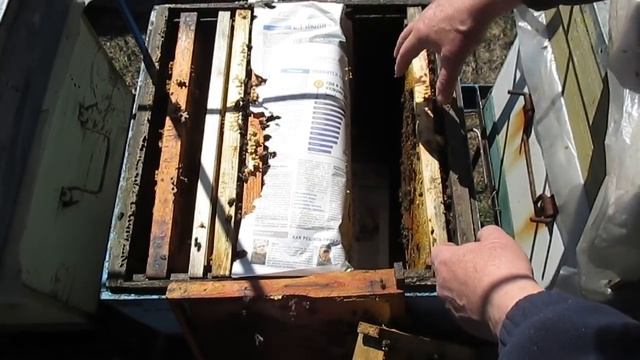 Самый простой способ объединение пчел в любое время смотреть онлайн