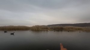 ОХОТА НА УТКУ ПОЗДНЕЙ ОСЕНЬЮ в ЯКУТИИ 2023. Чубарые подсадные утки