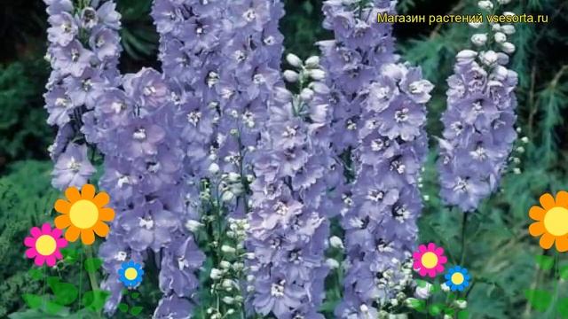 Дельфиниум культурный Волшебные Фонтаны. Краткий обзор, описание delphinium Magic Fountains смотреть онлайн