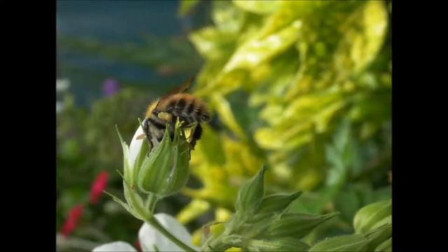 His Glorious Creation