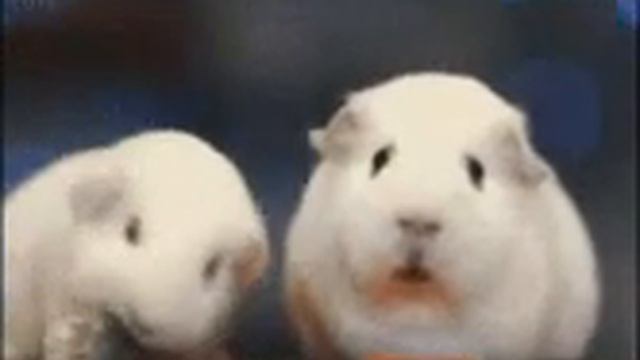 Задумчивая морская свинка смотреть онлайн