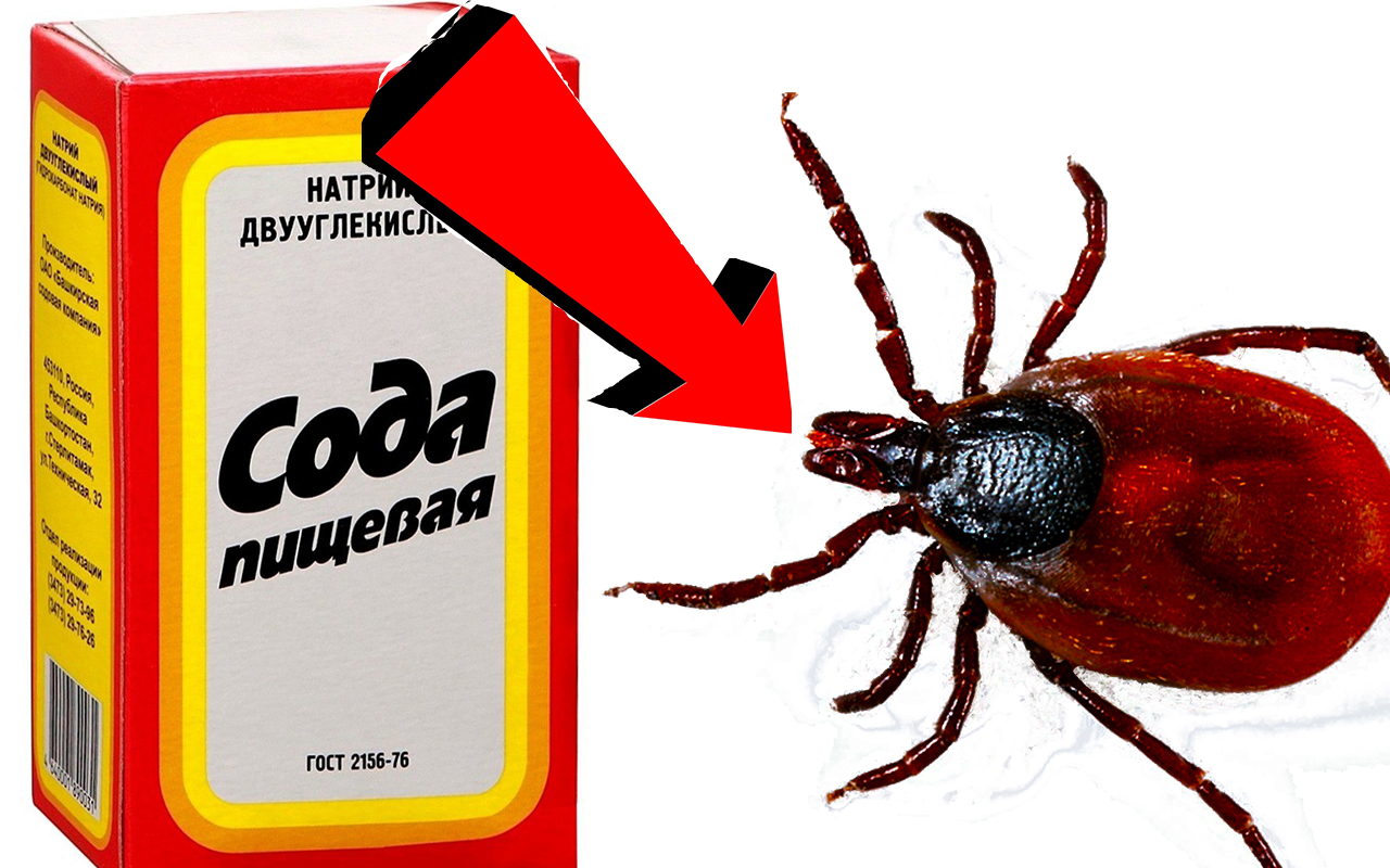 ПОЛЕЗНЫЕ СОВЕТЫ