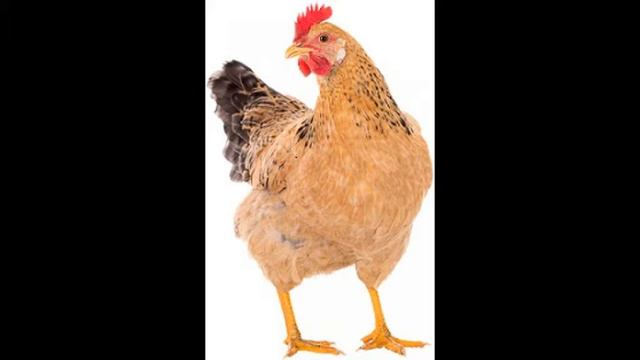 Как говорят животные смотреть онлайн