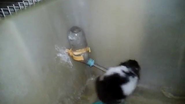 Содержание сирийских хомяков смотреть онлайн