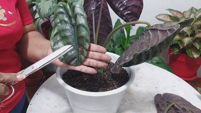 SEMBRANDO PINK PRINCESS Y OTRAS PLANTAS / Liliana Muñoz смотреть онлайн