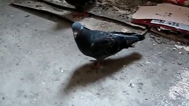 Голуби на этаже Часть 2 смотреть онлайн