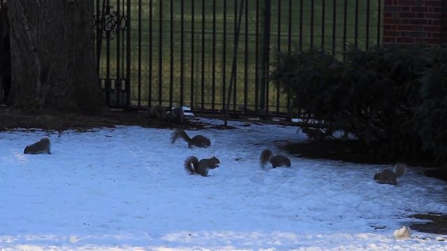 Город Кембридж. Гарвардский Университет. США смотреть онлайн