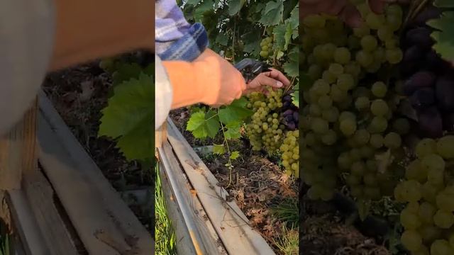 Снимаем урожай винограда Красотка. смотреть онлайн