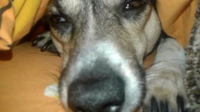 Собака спит с открытыми глазами смотреть онлайн