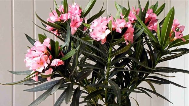 Вредны ли растения в доме? смотреть онлайн