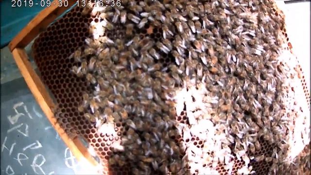 Мед белой акации.Основа закладывается осенью.Результаты начинающего пчеловода. смотреть онлайн