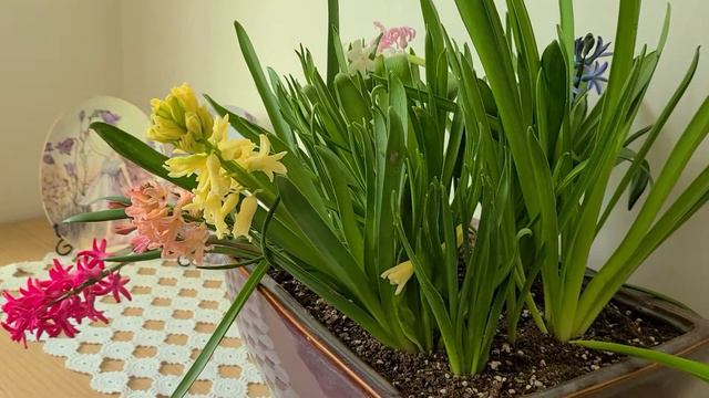 히아신스이야기와 키우기 смотреть онлайн