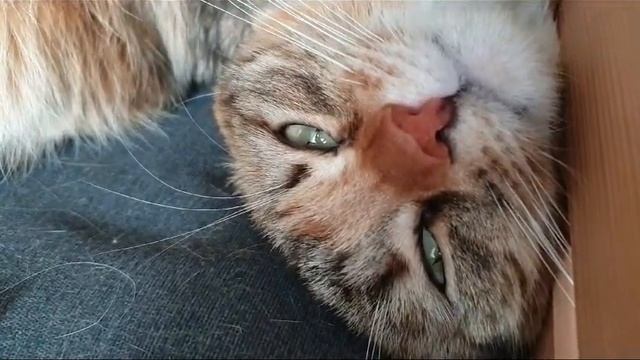 Пилар дома 1