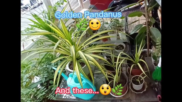 How a Neglected Golden Pandanus Transformed, From 1 Plant to 5 Plants - Easy Propagation 😲🌿 смотреть онлайн