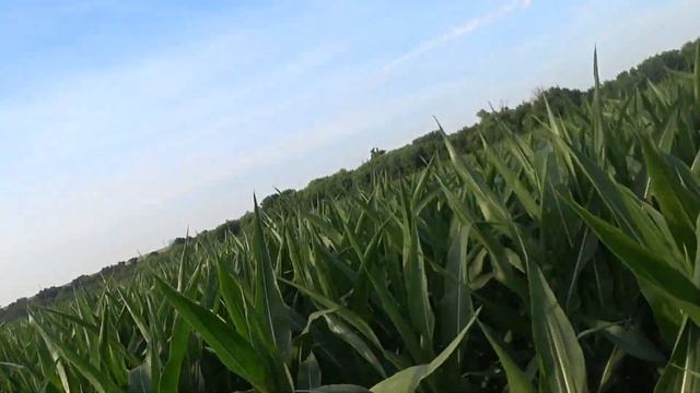 Кукуруза гибрид Фарадей фао 320 по No till после двух азотных подкормок смотреть онлайн