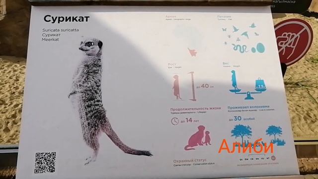 КУДА ПОЙТИ В КАЗАНИ???ЛУЧШИЙ ЗООПАРК (РЕКА ЗАМБЕЗИ) В КАЗАНИ!!! смотреть онлайн