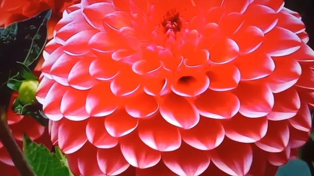 Шаги слышны уже Христовы! смотреть онлайн