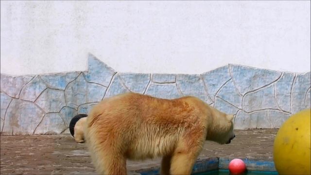 Айка играет с шарами. 29.04.21 г. смотреть онлайн