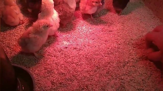 Цыплята из духовки. Дневники 2020, 19 января.