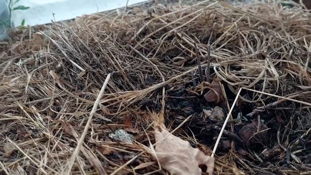 Как мы чуть не потеряли участок / Дом в деревне смотреть онлайн