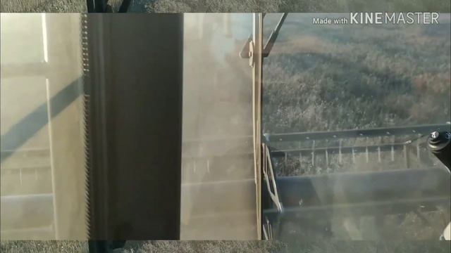 Комбайн ACROS на уборке горчицы смотреть онлайн