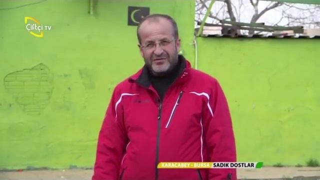 Настоящий чистокровный турецкий кангал (Real purebredTurkishKangal) kangal смотреть онлайн