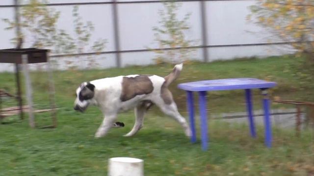 Вязка Шилеле Гарун и Шилеле Гульяз. смотреть онлайн