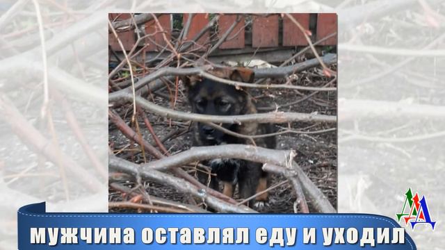 Одичавший голодный щенок сидел в кустах и жалобно скулил смотреть онлайн