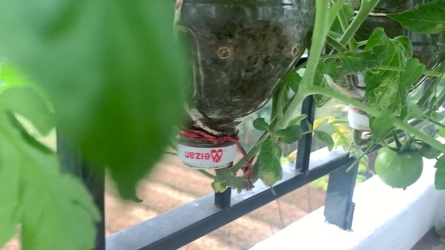 How to grow tomatoes is very suitable for those who do not have a garden, a lot of fruit смотреть онлайн